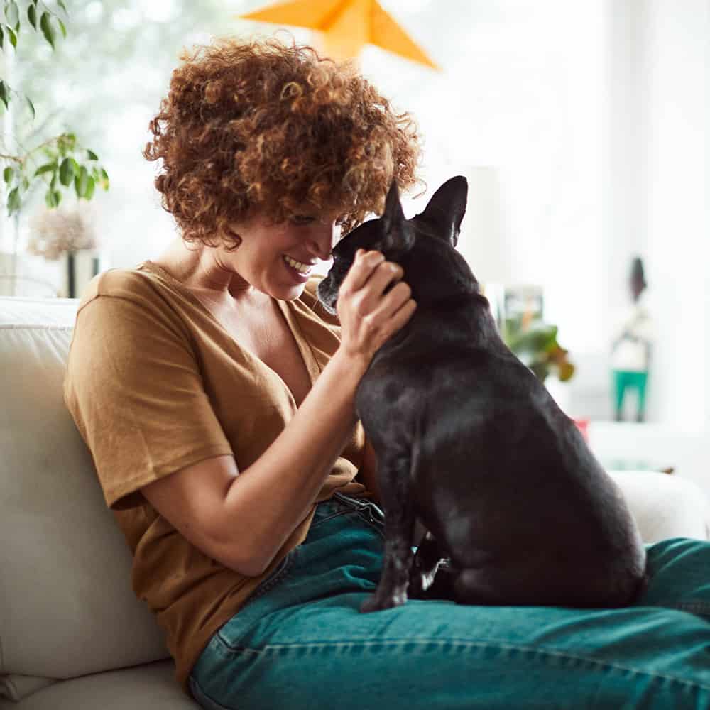 Woman sitting on a couch snuggling with a black French Bulldog