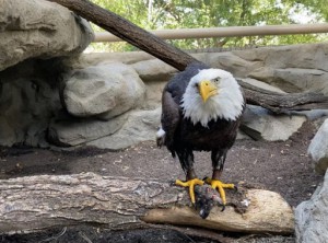 Bald eagle at wildlife exibit in Walnut Creek near Renaissance Square Apartments